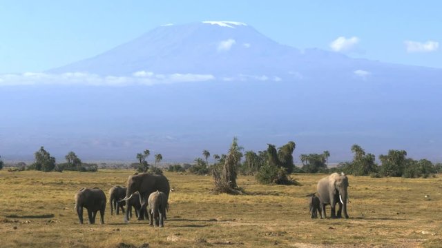 two groups of elephants facing forward with mt kilimanjaro in the background at amboseli national park in kenya
