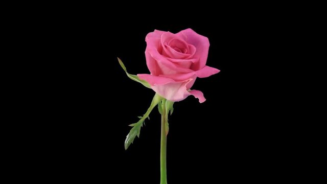 Time-lapse of opening pink Attachea rose 2x1 in PNG+ format with ALPHA transparency channel isolated on black background
