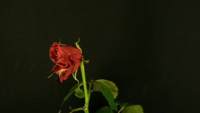 Time-lapse of fading red rose 2x1 over 5 days