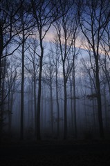 Fototapeta premium Trees in fog, sunset, winter