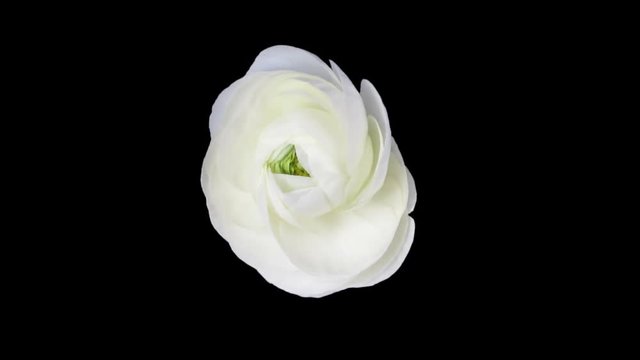 Time-lapse of opening white ranunculus flower 1a1 in PNG+ format with ALPHA transparency channel isolated on black background, top view
