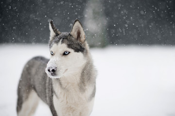 Naklejka premium Siberian husky dog with snowy nose look into the distance