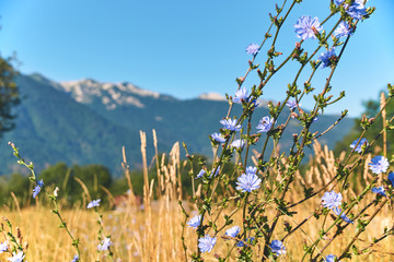 Blue chicory flowers on mountains background in European alps