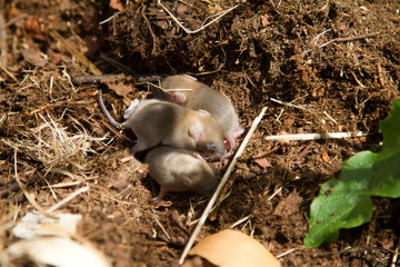 A brood of tiny newborn mice on the ground