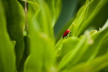 Red bug on a leaf