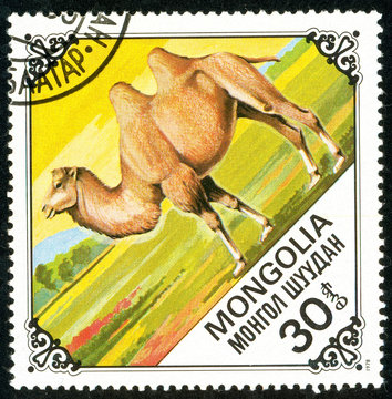 Ukraine - circa 2018: A postage stamp printed in Mongolia show Bactrian Camel or Camelus bactrianus. Series: Camels. Circa 1978.