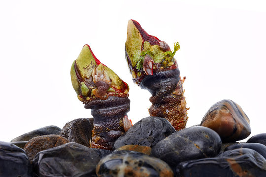 spanish shellfish percebes