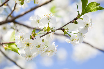 Fototapeta premium Cherry blossoms on a spring day in the garden