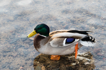 Ente im See