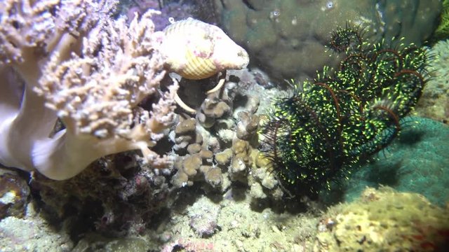 Cancer hermit crab crawling on the rocky seabed and full color coral. Amazing underwater world and the inhabitants of the Sea of philippines. 4K
