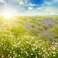 Field with daisies and sun on blue sky
