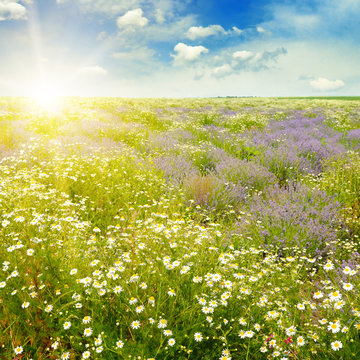 Field with daisies and sun on blue sky