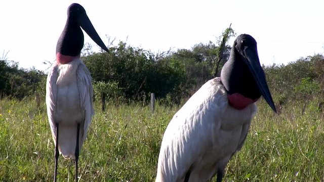 Close up in two Jabirus (Jabiru mycteria) on grass. Imagem in the Pantanal Biome. Mato Grosso do Sul state, Central-Western - Brazil.