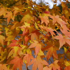 Naklejka na ściany i meble Autumn Leaves In Sunlight