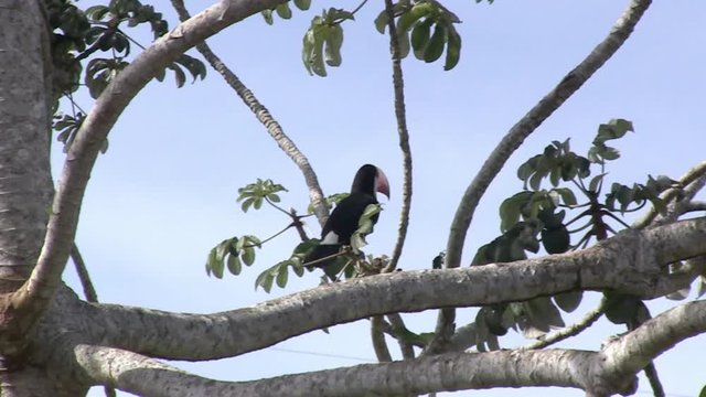Toco Toucan (Ramphastos toco) in the Cecropia. Toucan flies. Imagem in the Pantanal Biome. Mato Grosso do Sul state, Central-Western - Brazil.  