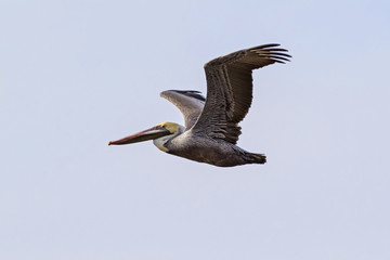 Obraz premium Bird brown pelican flight
