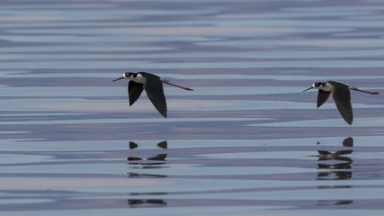 Birds stilt shore birds in flight