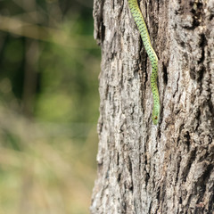 Spotted-bush Snake