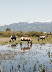 Wild horses at Teton National Park