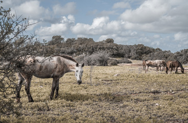 Fototapeta premium White horse looking forward, flock of horses in the background