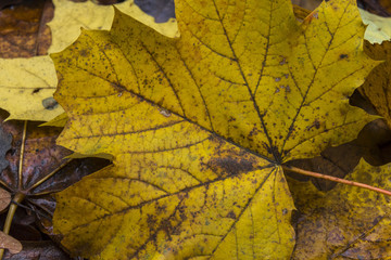 Naklejka na ściany i meble Yellow maple leaf on the ground