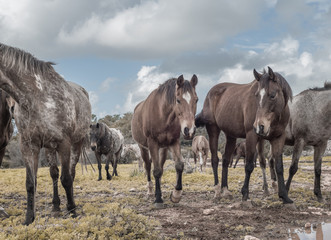 Brown horses in the meadow
