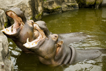 A couple of hippos in the river. The hippos opened their mouths waiting for food.