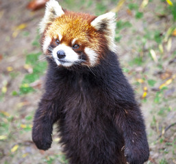 Obraz premium Red Panda. Red Panda stands on its hind legs.Red Panda closeup.