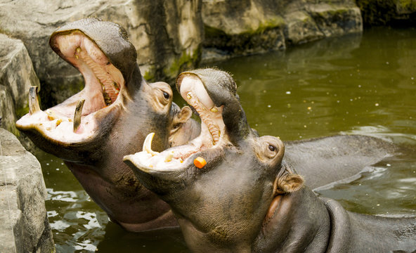 A pair of ferocious African hippos. The hippos opened their mouths waiting for food.
