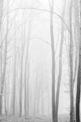 Foggy Forest background, black and white, high key
