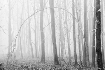 Foggy Forest, black and white, high key