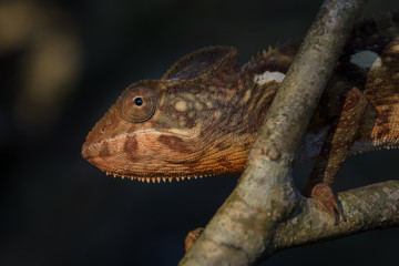 Oustalet's Chameleon - Furcifer oustaleti, Kirindi forest, Madagascar