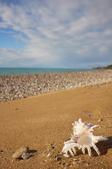 Obraz na płótnie Canvas Conch shell on beach with waves.