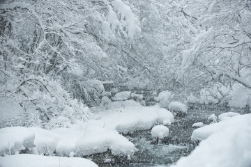 冬の八重滝

