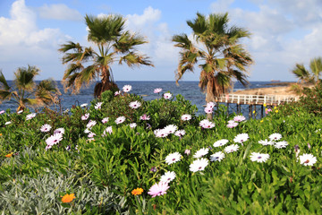 Winter landscape with flowers on the beach, Paphos, Cyprus.
