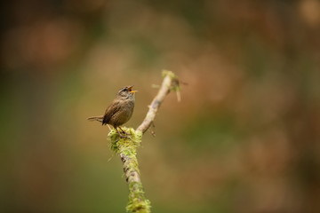 Troglodytes troglodytes. It occurs throughout Europe. It does not exist in Scandinavia, Iceland, North Africa, Central and Eastern Asia and North America. Wild nature of Czech. From bird life. Free na