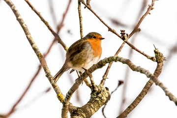 Bird 1