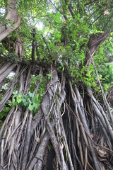 big bodhi tree