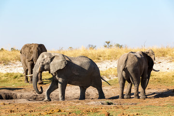 Botswana, wild elephants at sunset near the Okavango Delta, Africa