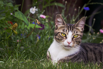 Naklejka na ściany i meble Cat lies on a flower meadow