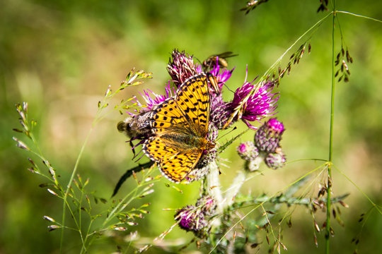 between grasses sits on a flower of the Queen of Spain Fritillary butterfly (Issoria lathonia)