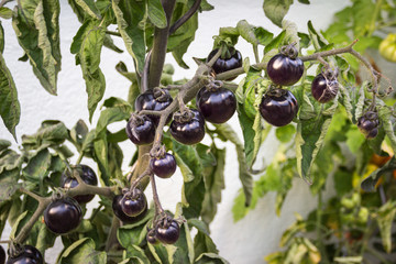 Black cherry tomato on the bush