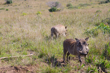 warthog from South Africa, Isimangaliso Wetland Park