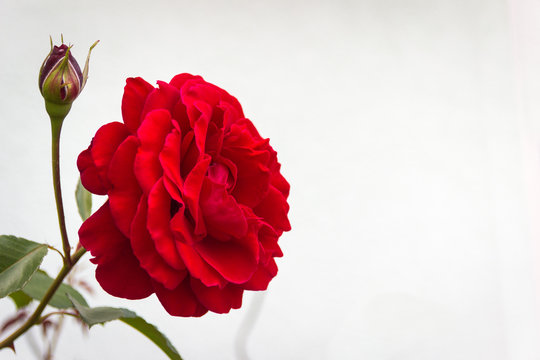 Portrait of a rose blossom with red leaves
