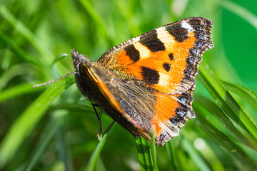 Butterfly - small tortoiseshell  (Aglais urticae)