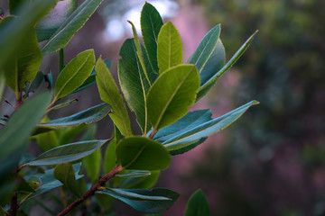 Obraz premium Erdbeerbaum Detail im Abendlicht