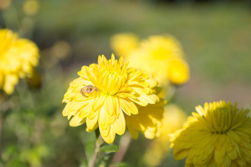 little spider on a blossom