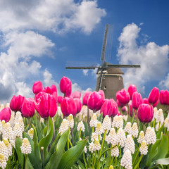 Obraz premium Landscape with tulip fields and windmill
