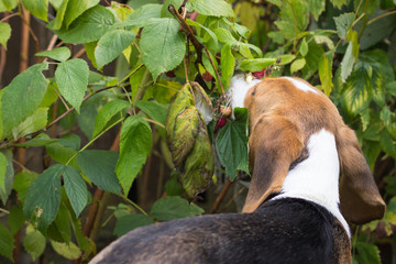 Beagle picks and eats raspberries from the shrub