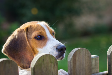 Dog Portrait - Beagle (17 weeks) looks over the fence